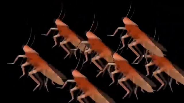 Тараканы танцуют под бандитское радио