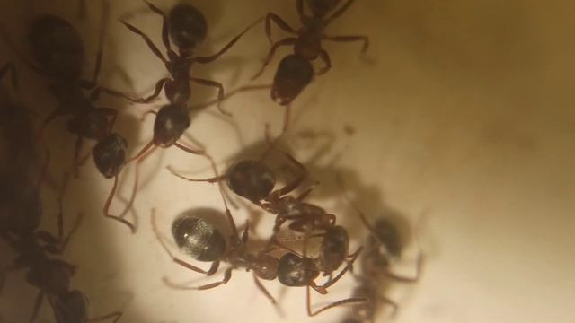 ЛУЧШИЕ МУРАВЬИ ДЛЯ НОВИЧКА! КРАСНОЩЕКИЙ МУРАВЕЙ-МИНЕР ИЛИ SERVIFORMICA RUFIBARBIS?