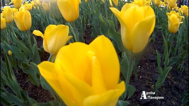 ЖЕЛТЫЕ ТЮЛЬПАНЫ! ПАРК ШЕВЧЕНКО | ПРОГУЛКА ПО КИЕВУ | #цветы #GOODDAY #тюльпаны #желтые_тюльпаны смотреть онлайн
