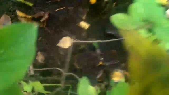 Странные находки в лесу смотреть онлайн