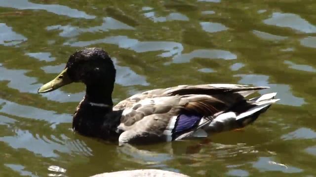 Zoom in on Duck using Sony DSC-HX1 смотреть онлайн