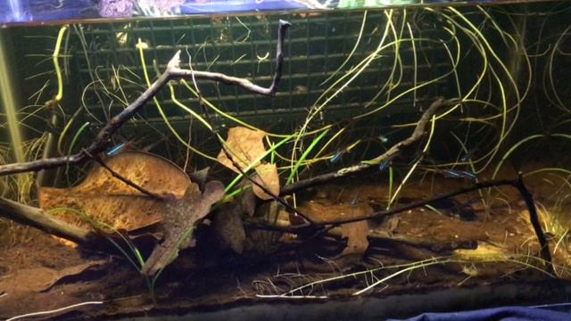🤫My Top 3 SECRETS for growing 🪴HOUSEPLANTS🪴 in a Fish Tank! смотреть онлайн