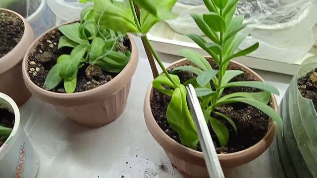 Занимаемся эустомой. Что необходимо сделать.