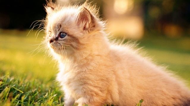 К чему снятся КОТЯТА или видеть КОТЕНКА во сне ★ Толкование Снов ★ СОННИК 3.0™ смотреть онлайн