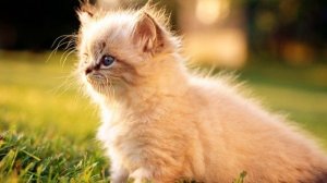 К чему снятся КОТЯТА или видеть КОТЕНКА во сне ★ Толкование Снов ★ СОННИК 3.0™