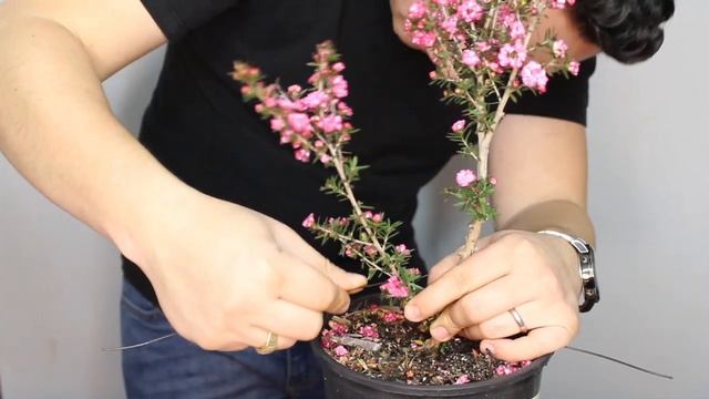 Tea Tree Bonsai | BonsaiHigh смотреть онлайн