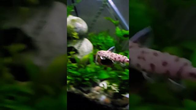 Pink Synodontis Petricola смотреть онлайн