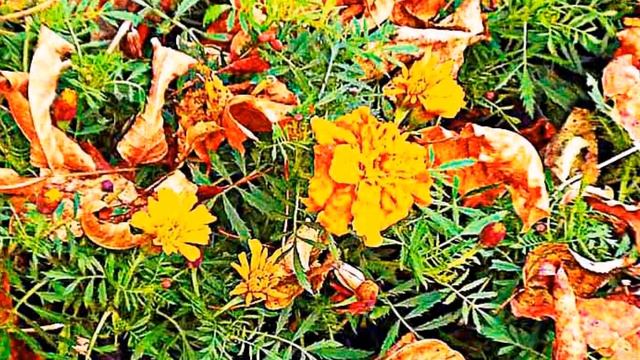 ПОСЛЕДНИЕ КРАСКИ ОСЕНИ смотреть онлайн