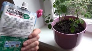 #РОЗА 4 месяца спустя. #Уход за розой #кордана после магазина.