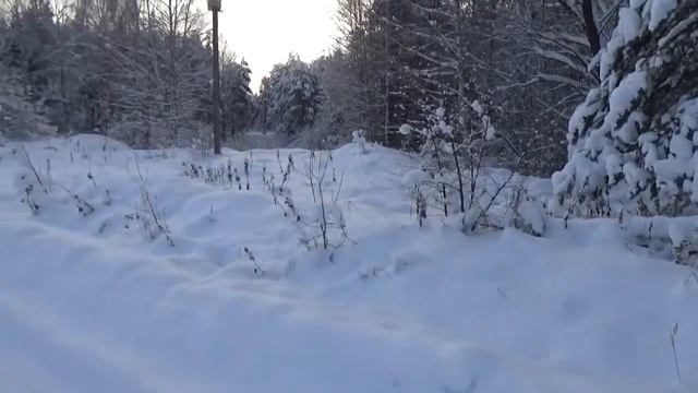 Заснеженный лес