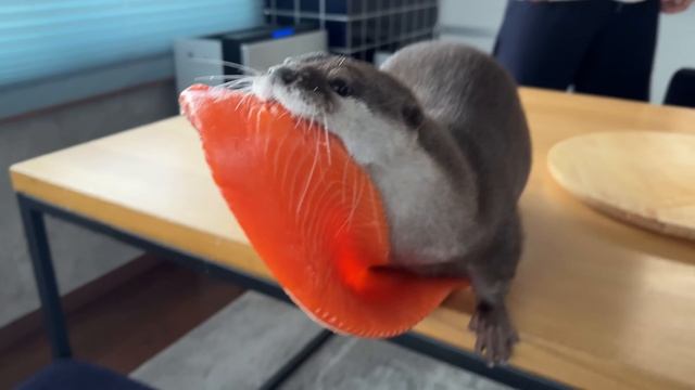 Выдры очень рады огромному лососю