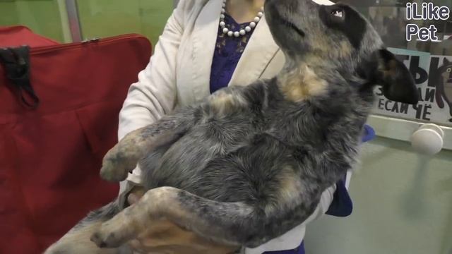 Как ухаживать за беременной собакой? смотреть онлайн