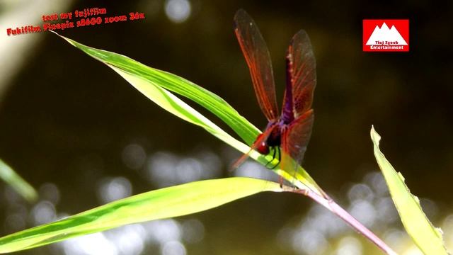 Picture by Fujifilm Finepix S8600 | nco tshaj no ces kawg tuag cover смотреть онлайн