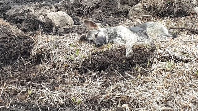 КОП МЕТАЛЛА!!! ⚡ЛИНИЯ ЭЛЕКТРОПЕРЕДАЧ!!! смотреть онлайн