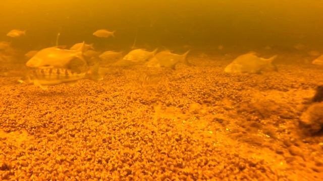 Вислая Дубрава - здесь рыбы нет