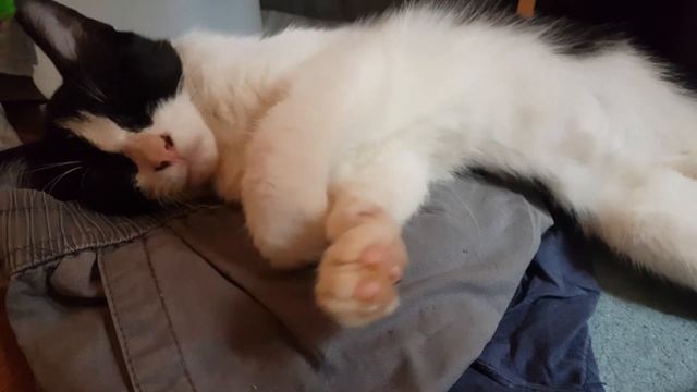 WAKING THE SLEEPING CAT | WAKE UP | ANNOYING THE CAT смотреть онлайн