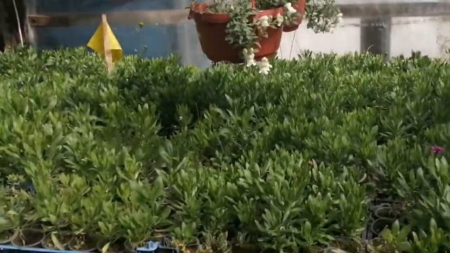 Львиный зев ампельный в кашпо. смотреть онлайн