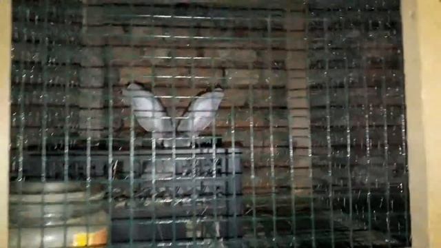 Сегодня ночью наши кролики. Мини кролико ферма новые клетки своими руками. Кролики советская Шиншил смотреть онлайн