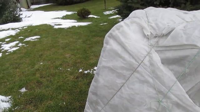 Зимний уход за Рододендронами. КОГДА УКРЫВАТЬ И РАСКРЫВАТЬ.