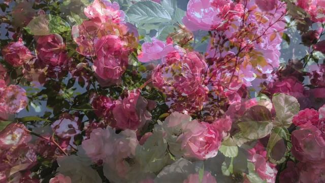 Опасное укрытие роз . смотреть онлайн