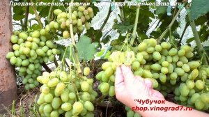 Виноград ГАЛАХАД  и ЦИМУС - очень ранний срок созревания и высокая сахаристость (Пузенко Наталья)