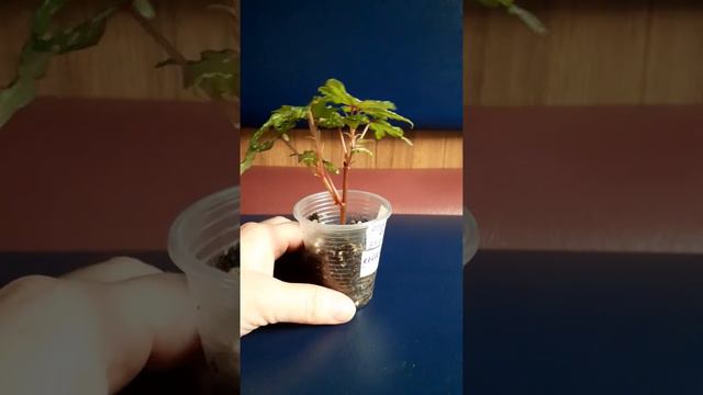 бегония Dregei (черенок) смотреть онлайн