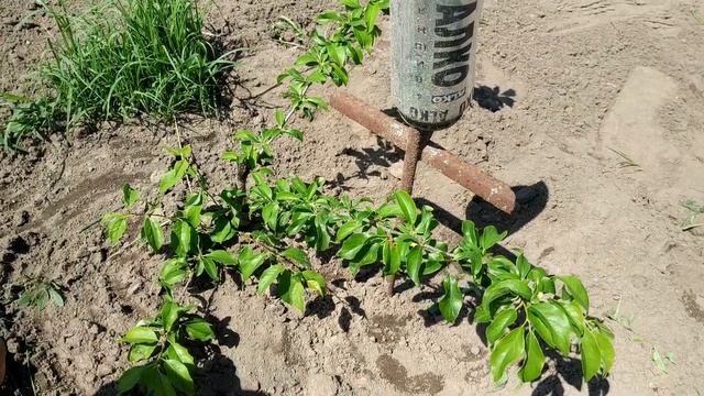 Плоды на молодых плодовых деревьях на Даче смотреть онлайн