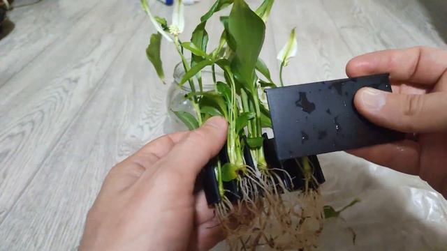 Спатифиллум в аквариуме.