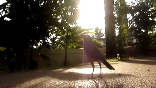 Mynah Bird English Teaching Project #2 смотреть онлайн