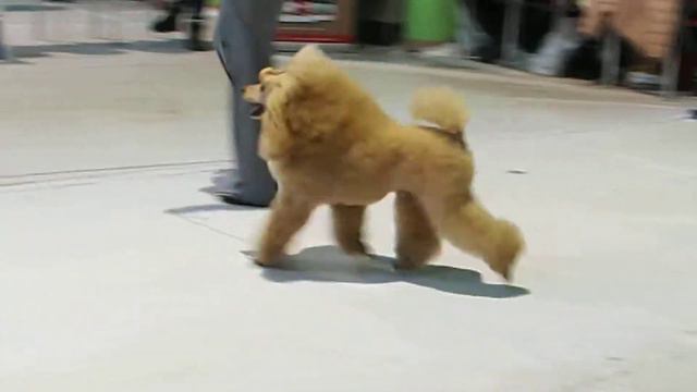 РЕВАНШ РЕЙНЕКЕ-ЛИС)))