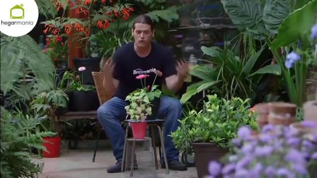 Por qué las hojas de las plantas se vuelven amarillas y cómo solucionarlo - Jardinatis смотреть онлайн