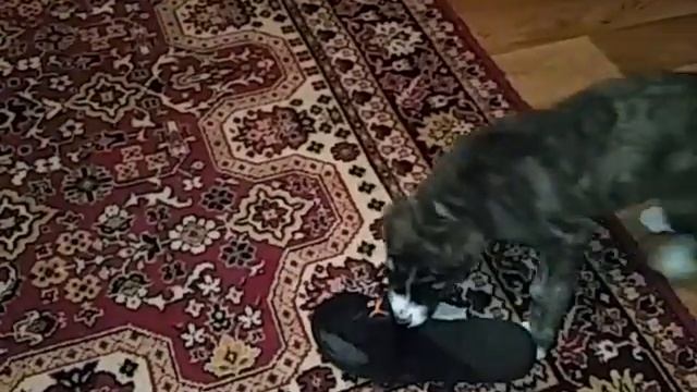 Если дома собака тапкам конец ) смотреть онлайн