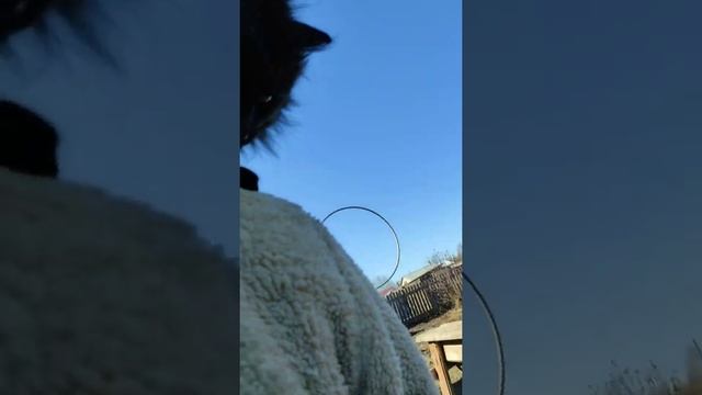 Самый умный кот в мире за всю историю планеты The smartest cat in the world смотреть онлайн