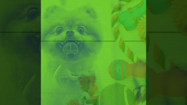Groovy Sunshine Doggy смотреть онлайн
