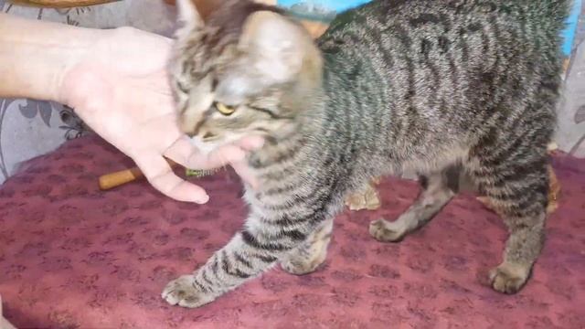 Его нашли в таком состоянии, что стоял вопрос об ампутации задней лапки.... Но Север выздоровел! смотреть онлайн