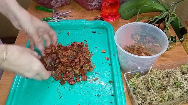 Орхидея от соседки.,30.10.2022 смотреть онлайн