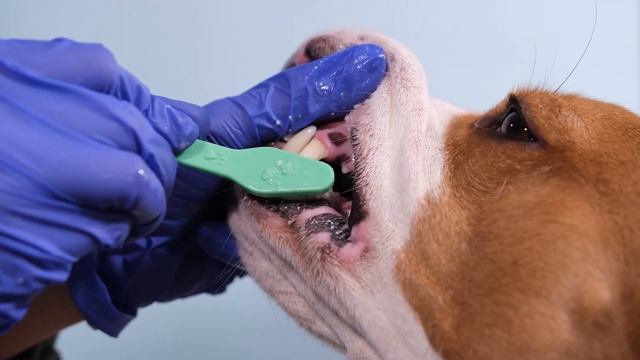 Как легко чистить зубы собаке? 3 способа почистить зубы собаке смотреть онлайн