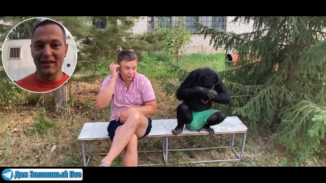 Перенесли бассейн на новое место | Самая грязная шимпанзе в России! Влад попал под раздачу смотреть онлайн