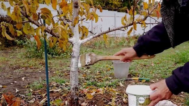 Побелка деревьев. Зачем белить деревья. смотреть онлайн