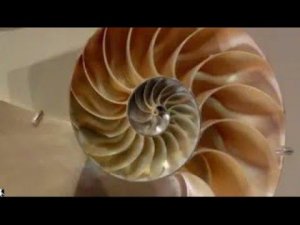 Экзоскелет Земли