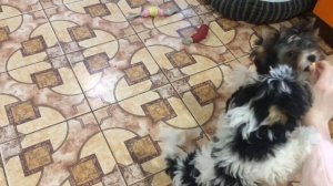 Немного о дрессировке щенков йорков и Бивер йорков/// Ричик и Николь/// 5 недельные щеночки