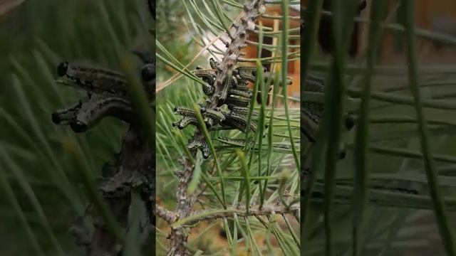 Вредители леса. Рыжий сосновый пилильщик. Гусеницы. смотреть онлайн