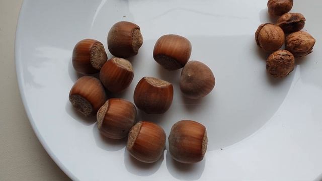 ФУНДУК Тонда. Орех из Шоколадки ??? / Hazelnut tonda giffoni смотреть онлайн