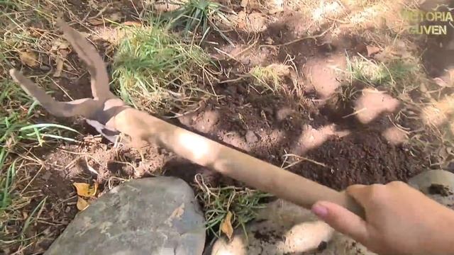 СОБИРАЮ АВОКАДО В СВОЁМ ТУРЕЦКОМ САДУ, МЕРСИН смотреть онлайн