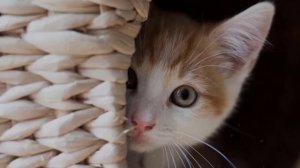 Tushda mushuk ko'rsa nima bo'lishini bilasizmi tush tabiri