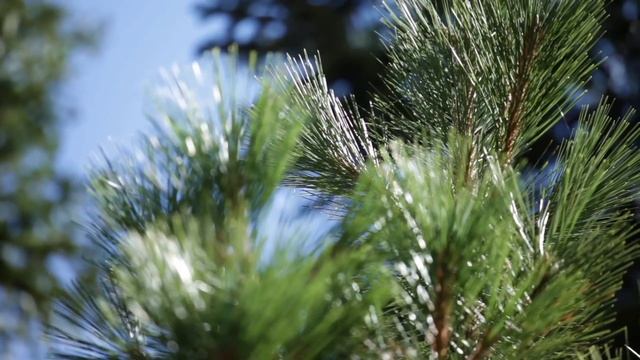 3 декабря - Обязательно положите этот предмет у порога | Лунный Календарь смотреть онлайн