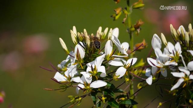 4 женщины по знаку Зодиака с мужским характером смотреть онлайн