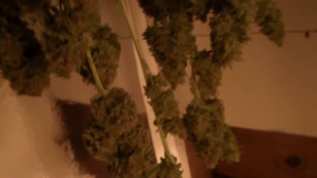 Kings Kush and the Harvest of the WW and Papaya смотреть онлайн