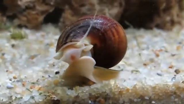 Инопланетяне! Улитка ампулярия.