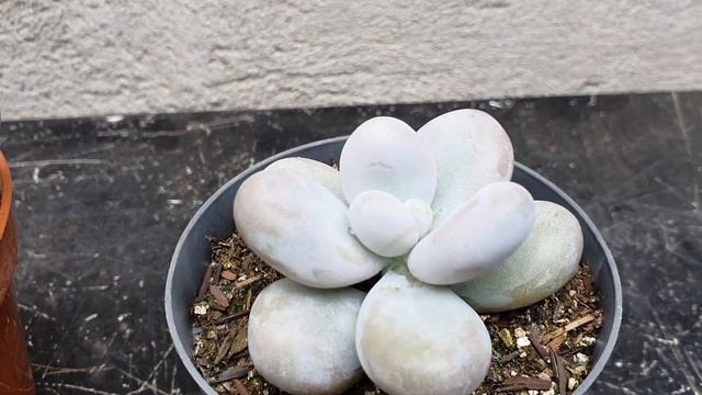 Sedum Craigii E Pachyphytum Oviferum